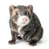 Oxbow Ferret Food 11236 High Protein Diet-5