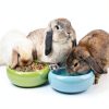 Rabbit Food Vitakraft Menu Blend 12.5x11x5in Fresh Variety Pack-4
