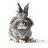Oxbow Paper Bedding 28 Liter Natural Small Animal Bedding-3